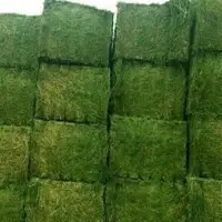 Kenya Grade Alfalfa For Sale