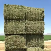 Great Quality Alfalfa 