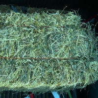 Free Sample Alfalfa Hay