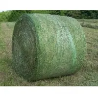 Alfalfa For Animal Feeding