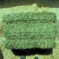 End Year Sale For Alfalfa Bales