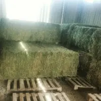 Animal Feed Alfalfa Non Gmo