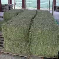 Alfalfa Bales Non Gmo For Sale In Kenya