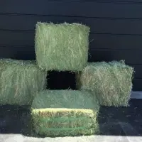 Alfalfa Hay Feeds