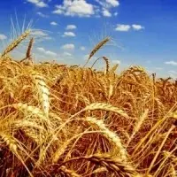 Wheat