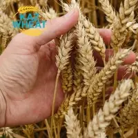 Soft Wheat High Protein & Gluten