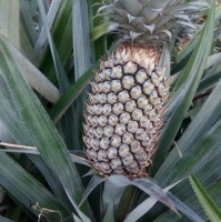 Fresh Pineapple
