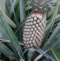 Fresh Pineapple