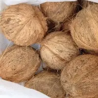 Semi Husked Coconuts