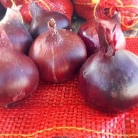 Fresh Red Onion