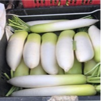 White Raddish