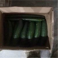 Japanese Cucumber