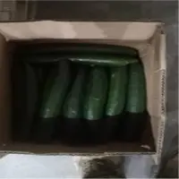 Japanese Cucumber