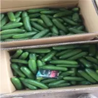 Mini Cucumber