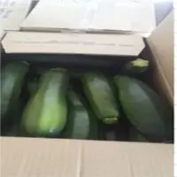 Green Zuchinni