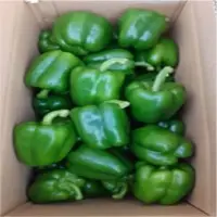 Green Capcisum
