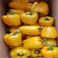 Yellow Capcisum