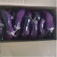 Long Brinjal