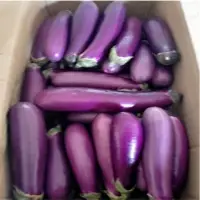 Pearl Brinjal
