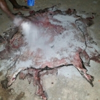 Dried Salted Donkey Hides
