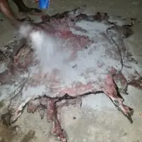 Dried Salted Donkey Hides