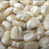 White Maize For Sale