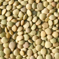 Lentils and Pulses