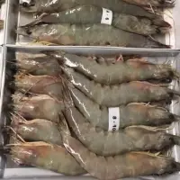 Sea White Prawn