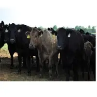 Cattle