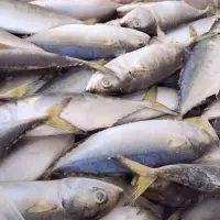 Frozen Indian Mackerel