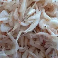 Salted Baby Shrimp