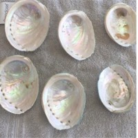 White Gourd Shell