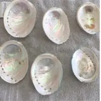 White Gourd Shell