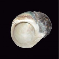 Sa Cu Snail Shell