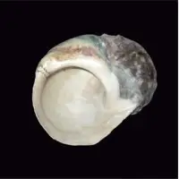 Sa Cu Snail Shell