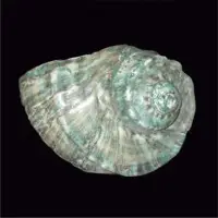 Sa Cu Snail Shell
