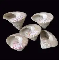 Trocas Shell