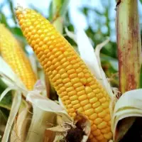 Corn