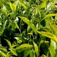 Kenyan Tea