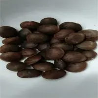 Sacha Inchi Seeds