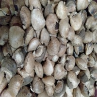 Sacha Inchi Seeds