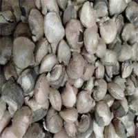 Sacha Inchi Seeds
