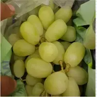 Fresh Grapes