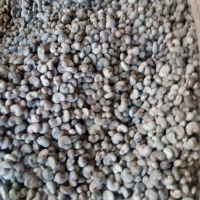 Raw Cashew Nuts