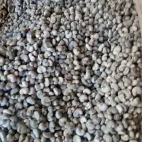 Raw Cashew Nuts