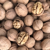 Walnuts In Shell