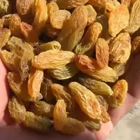 Green Raisin (Light Yellow color)
