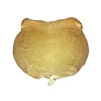 Ghol female fish maws