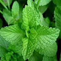 Mint leaves