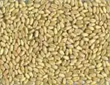 Husked Wheat